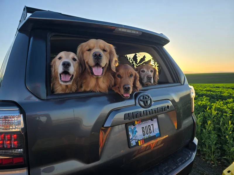 Daffodil Valley Goldens