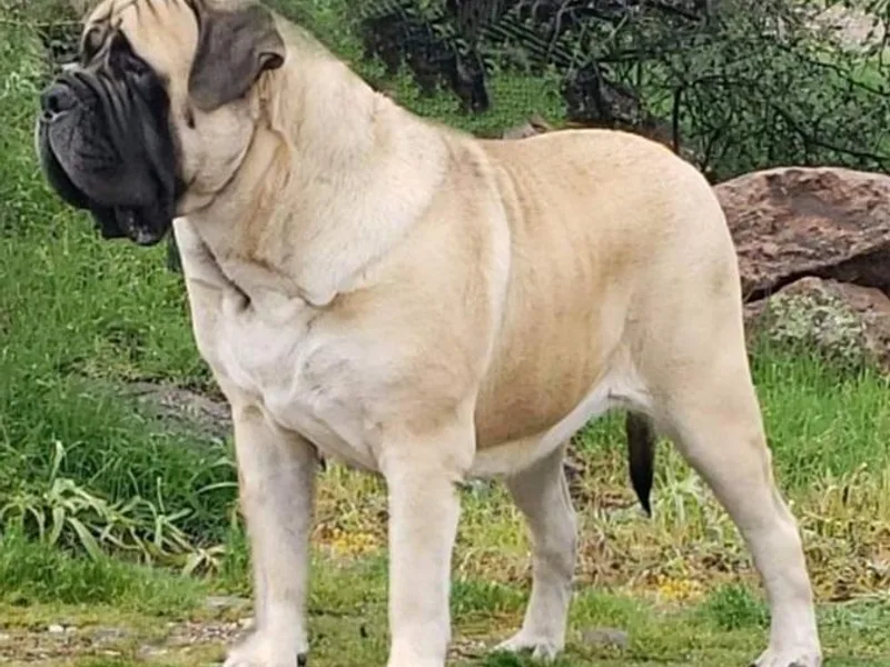 Dahl Mastiffs photo 1