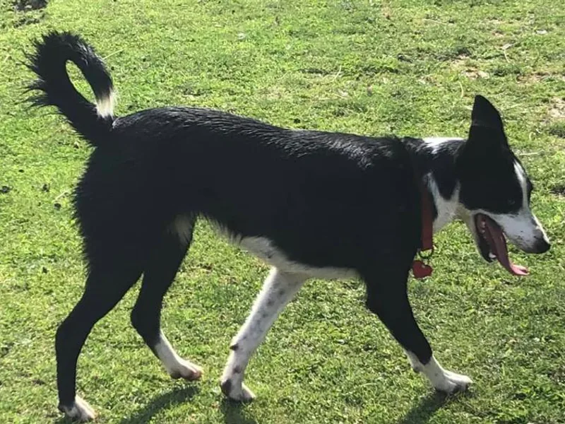 Dahlia Lane Border Collies and Exotic Flat Coated Retrievers