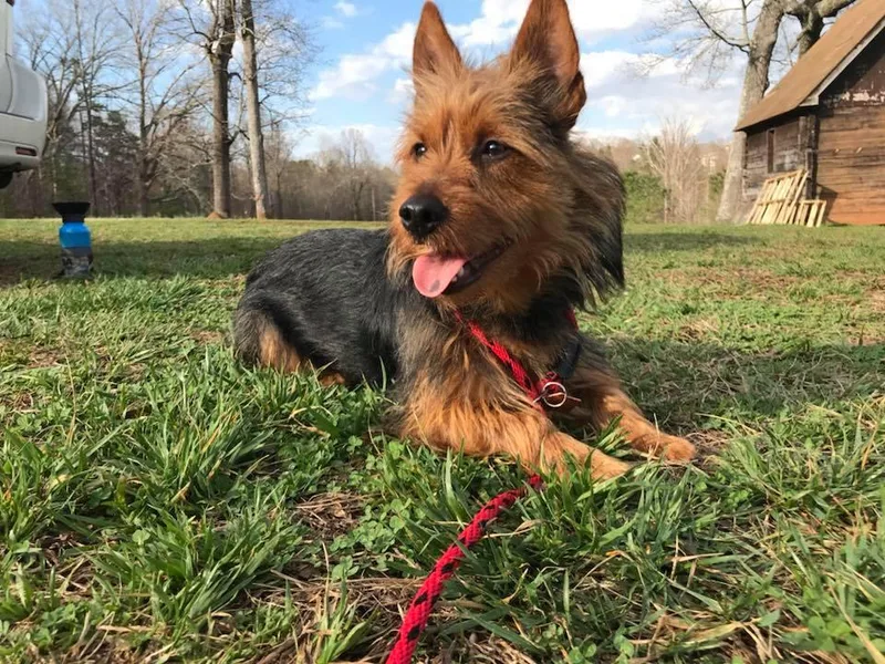 Dahling Australian Terriers photo 1