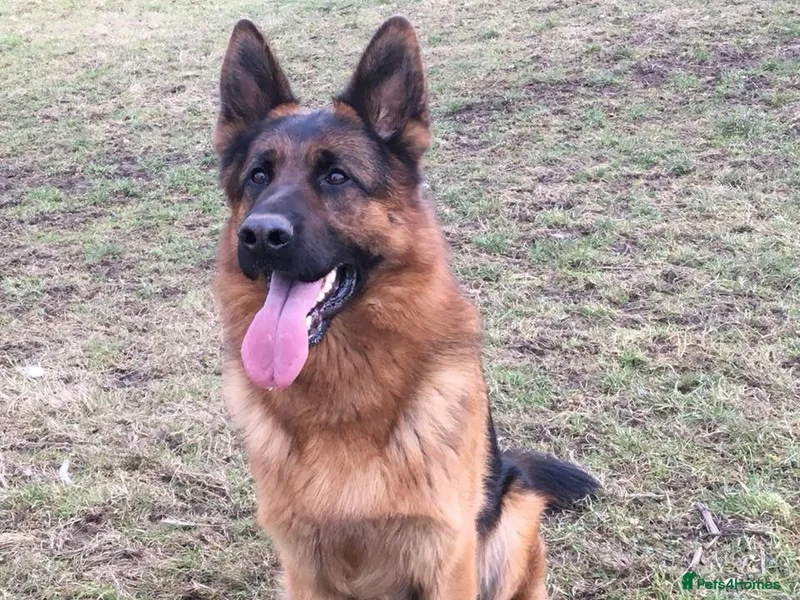 Dahlmann German Shepherds photo 1