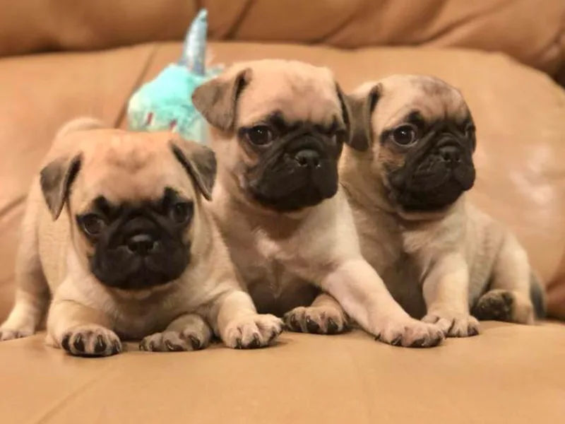 Daigrepont Pugs