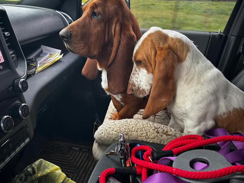 Dailey  Bassett Hounds