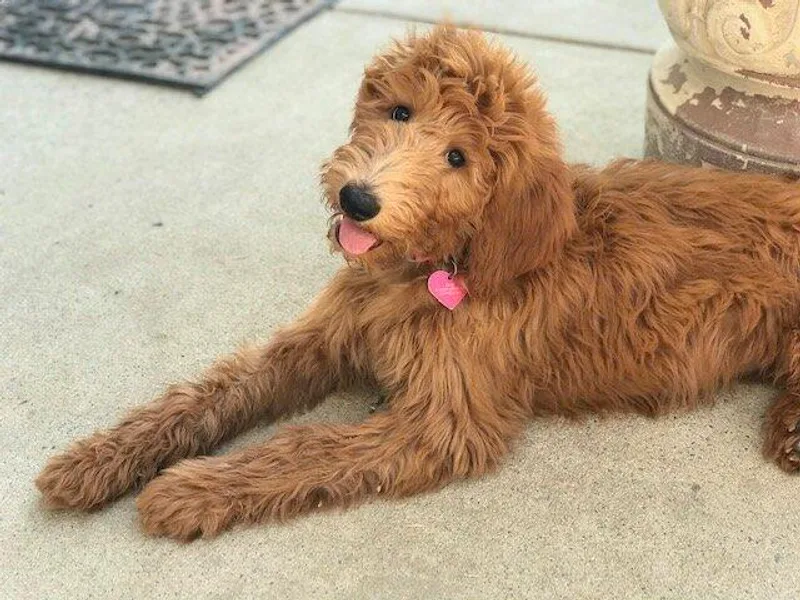 Dailey Doodles photo 1