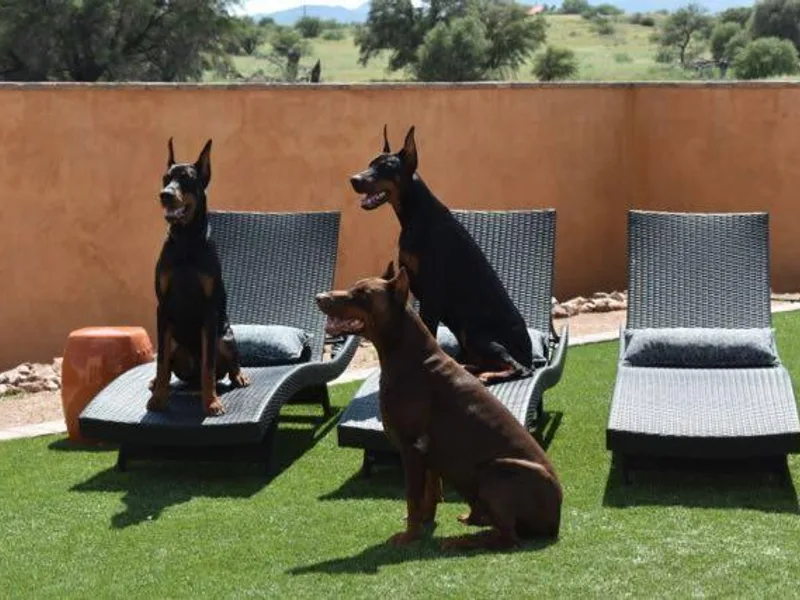 Daily Dobermans