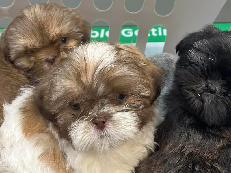 Dainty and Darling Shih Tzu