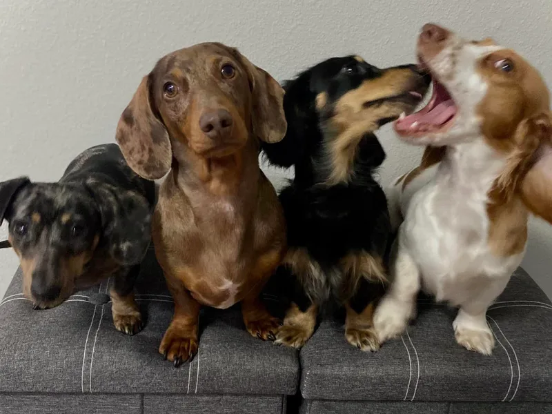 Dairyland Dachshunds