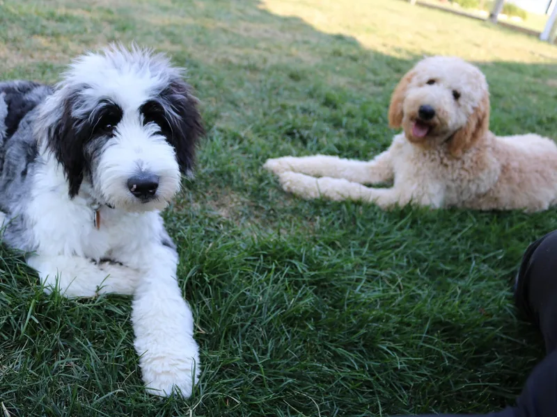 Dairyland Doodle Dogs