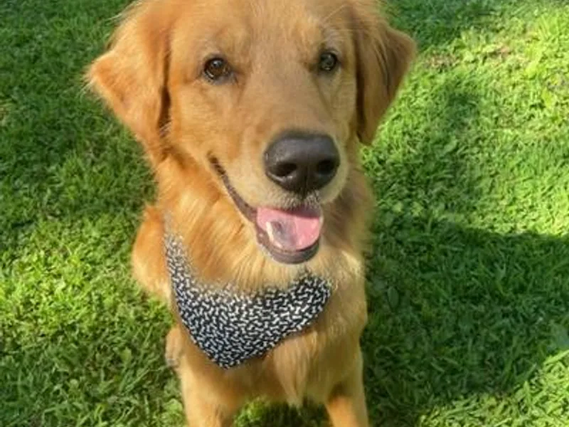 Daisy-Duke Golden Retrievers