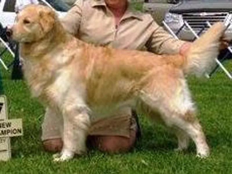 Daisy Gold Golden’s, LLC