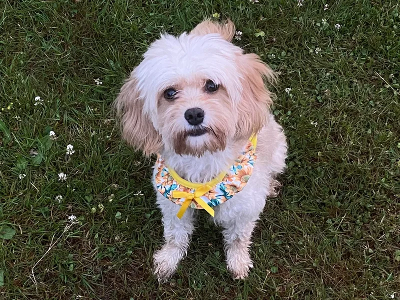 Daisy’s Cuddly Cavapoo