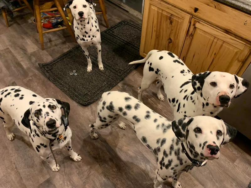 Daisy's Dalmatians