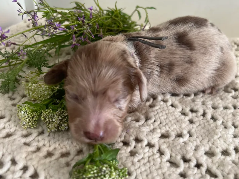Daisy's Doxies &amp; Doodles