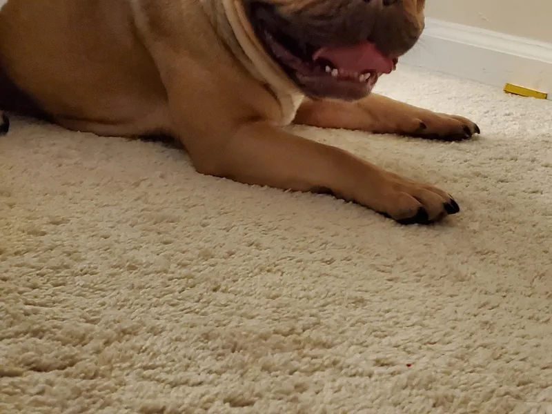 Daisy's French Bulldogs