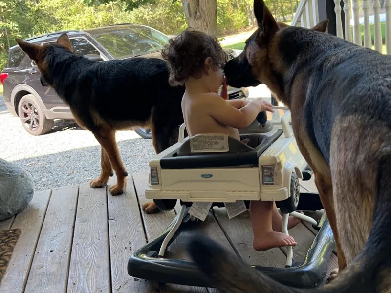 Daisy’s German Shepherd Puppies