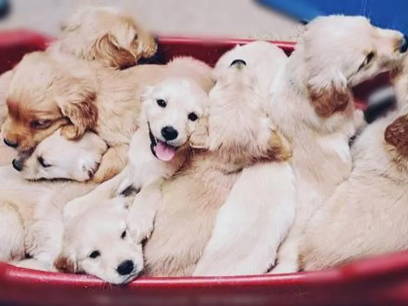 Daisy's Golden Kisses- Golden Retrievers of Arizona