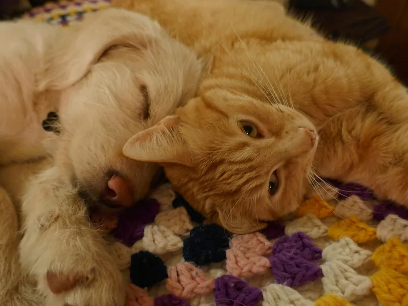 Daisy's Labradoodles