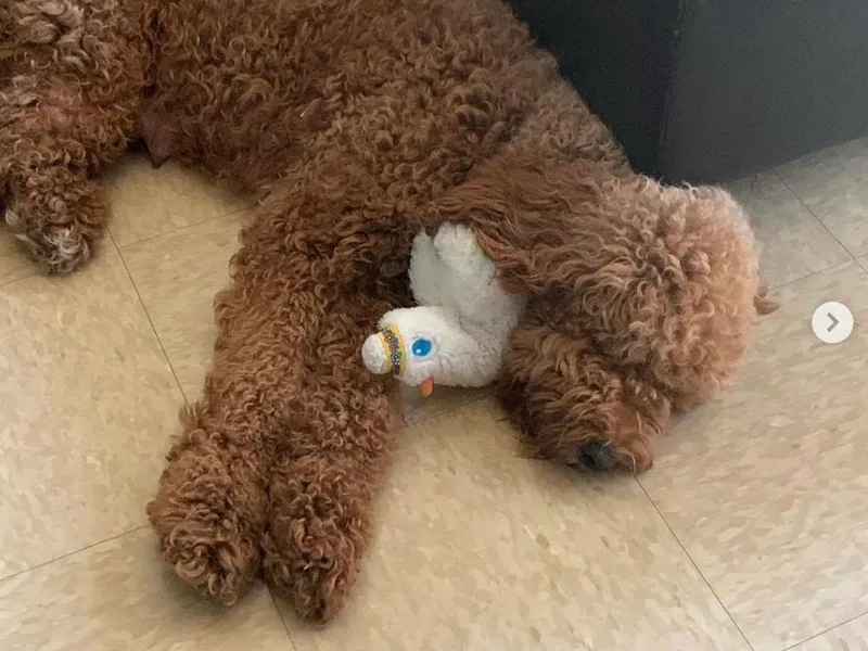 Daisy Uribe's Labradoodles
