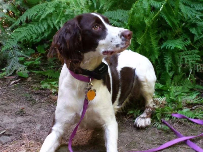 Daisyland Springer Spaniels