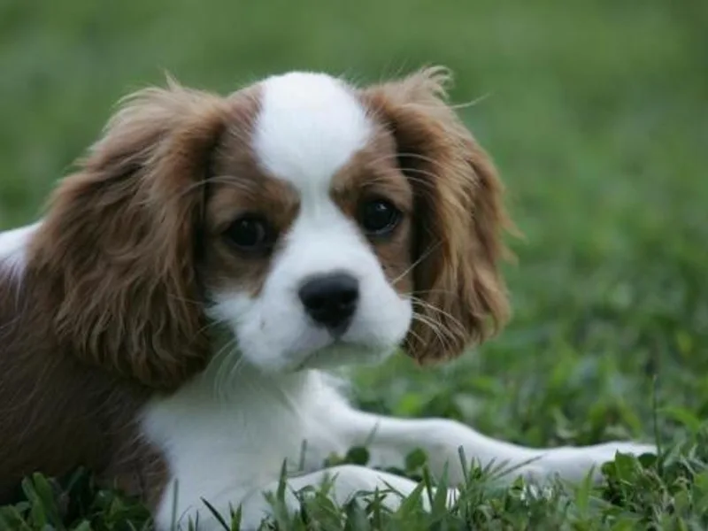 Daisylane Cavaliers
