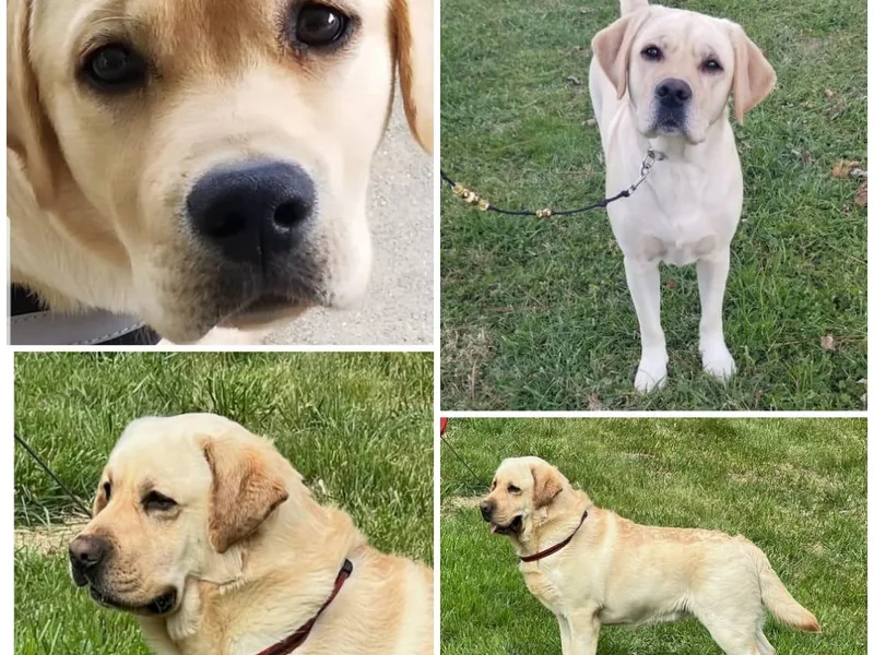 DaJoh Labradors of Kentucky