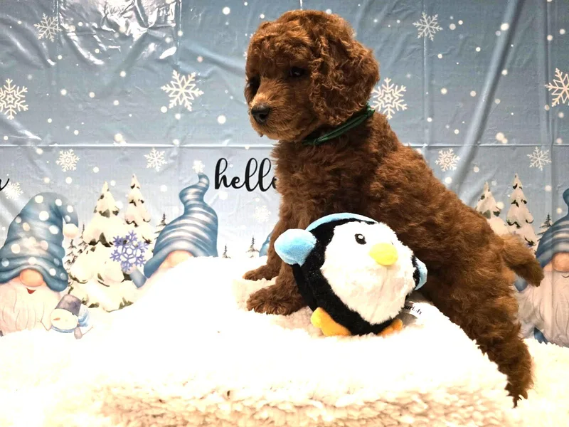 Dakliff Standard Poodles