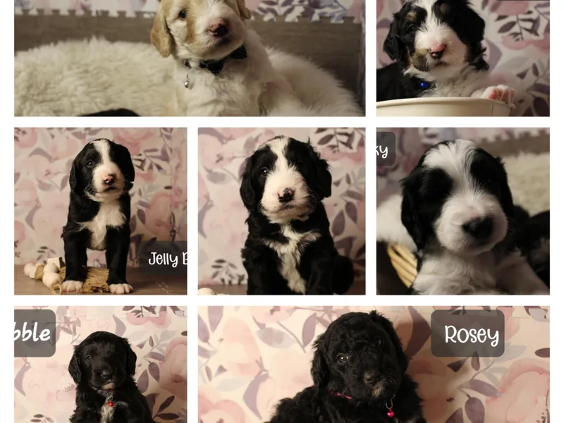 Dakota and Charlie Oodles of Doodles