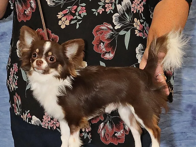 Dakota Heart Chihuahuas