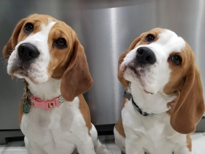 Dakota Moon Kennels