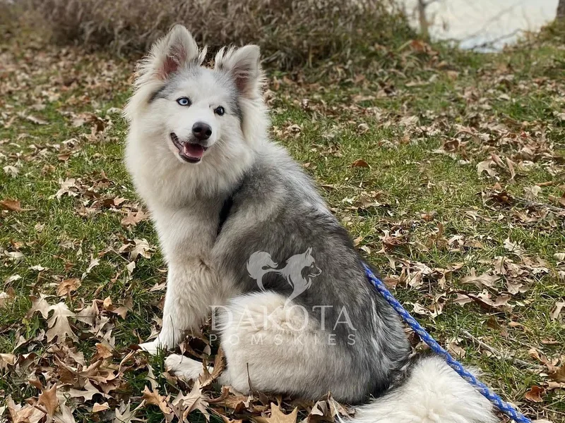 Dakota Pomskies