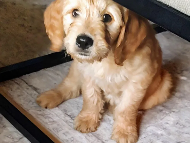 Dakota Sky's Goldens