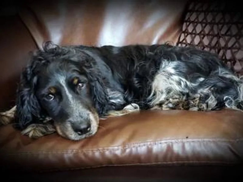 Dakota SpringerDoodles