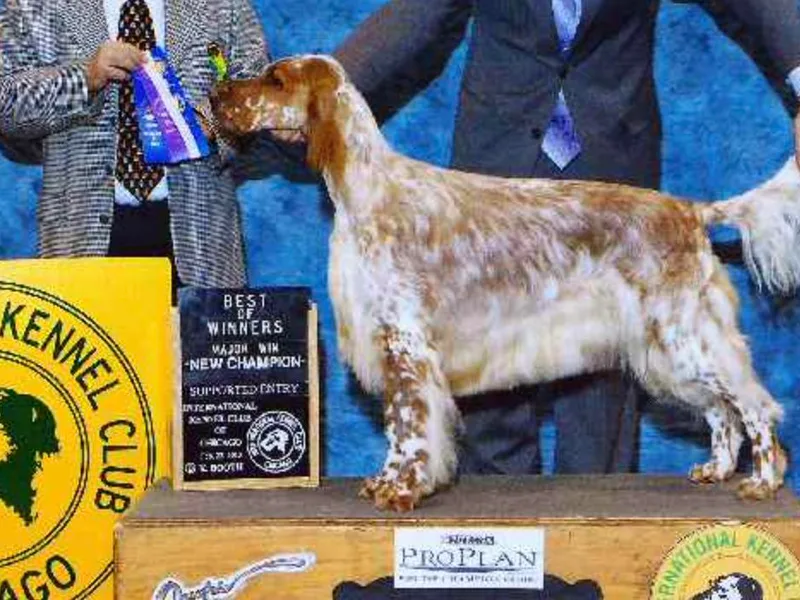 Dakotah English Setters