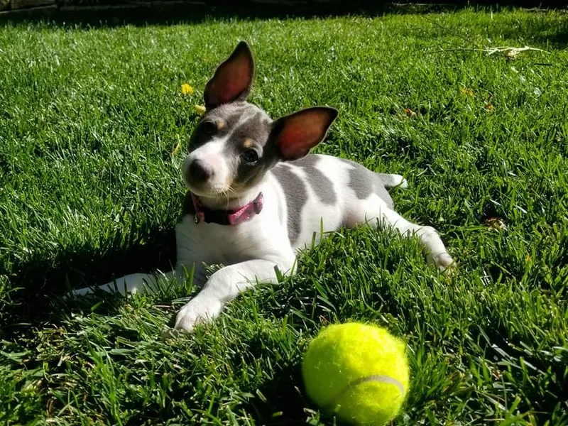 Dal Cais Rat Terriers