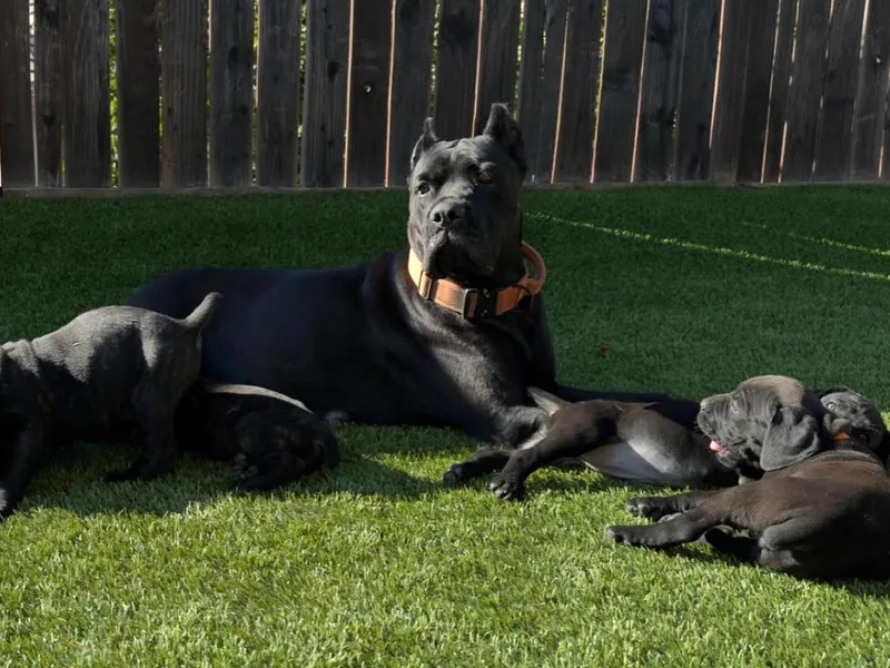 Dal Deserto Cane Corso