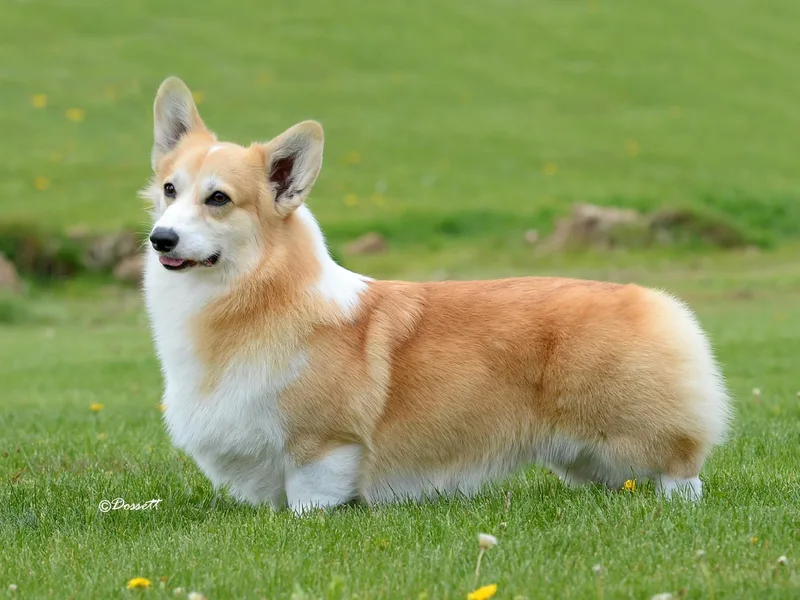 Dalarno Pembroke Welsh Corgis
