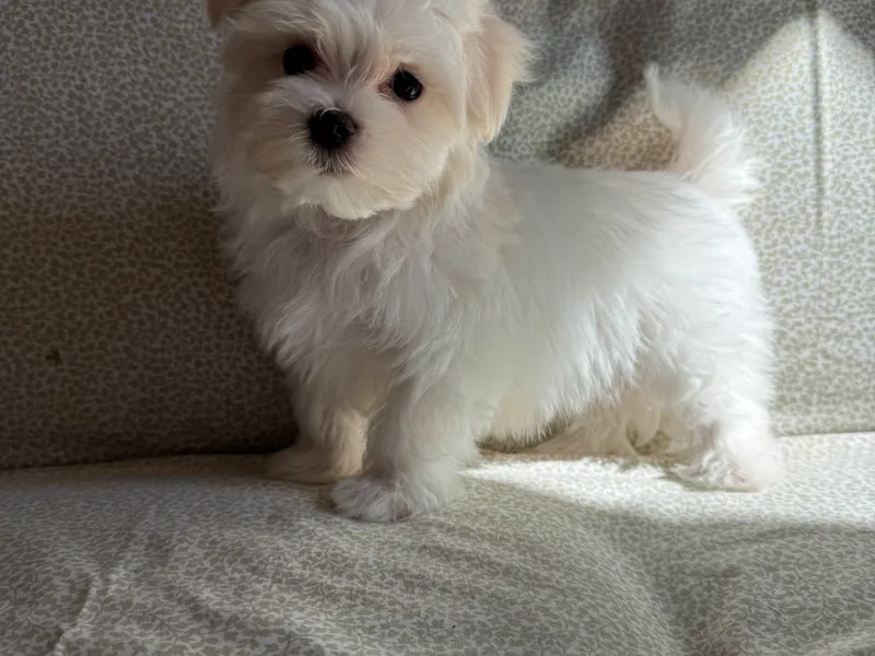Dallas Darling Maltese