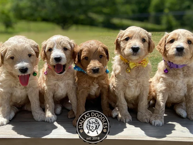 Dallas Doodles LLC