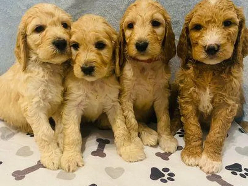 Dallas Golden Doodles
