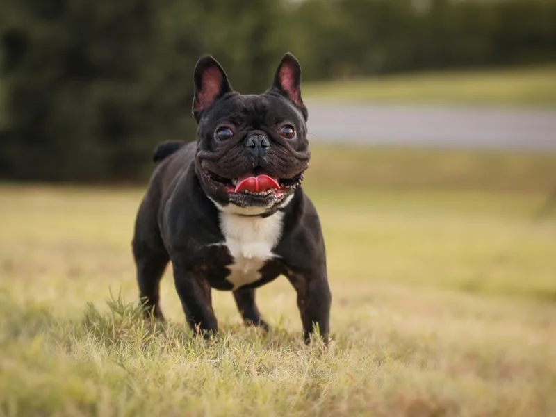 Dallas Lonestar Bullies