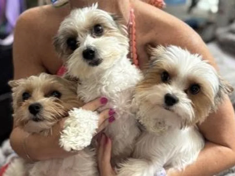 Dallas Parti Yorkies