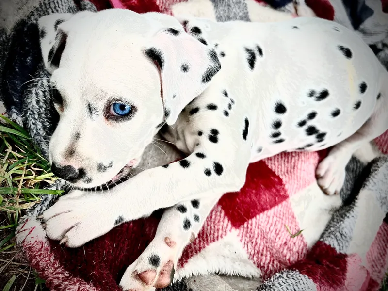 Dalmatian Creation LLC