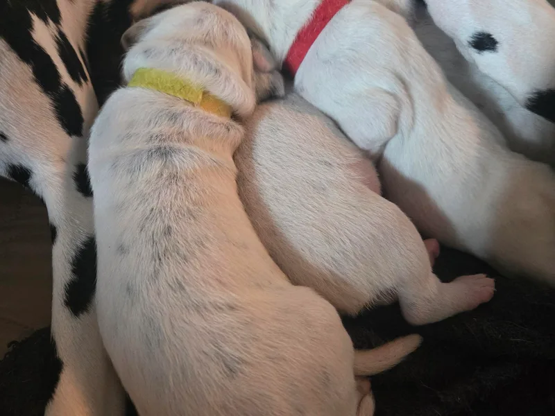 Dalmatian Plantation