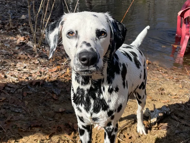 Dalmatian puppies
