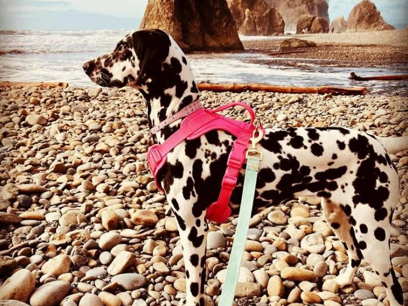 Dalmatian Vacation