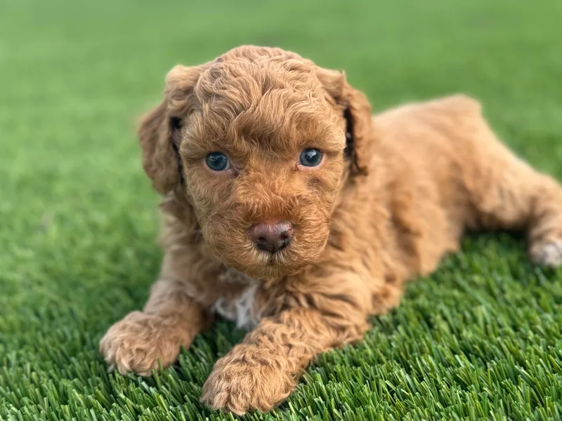 Dalton Poodles and Doodles