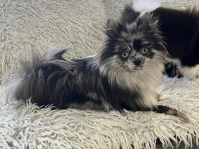 Dalton’s Pomeranians