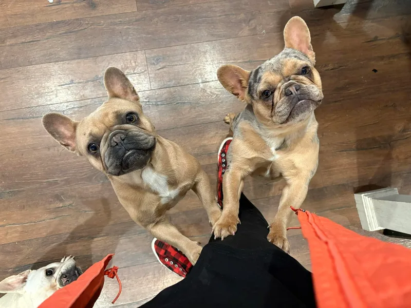 Dama Hill Frenchies