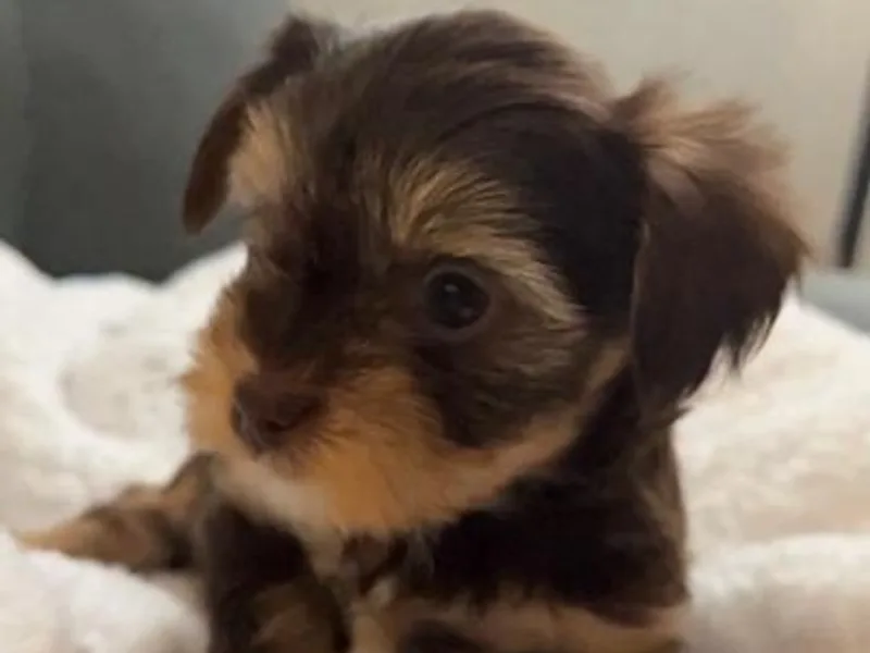 Damien's Yorkshire Terriers