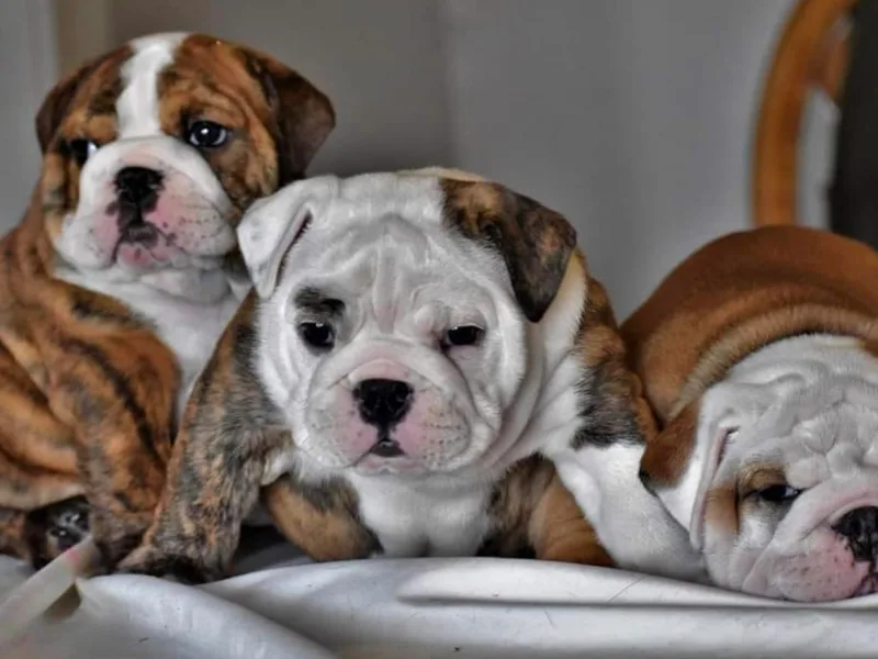 Dampier Bulldogs Mo